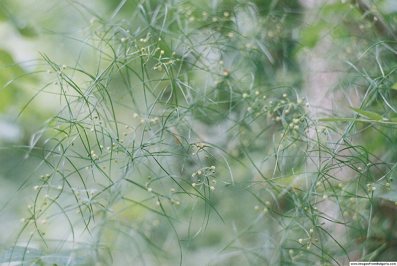 Asparagus verticillatus: Asparagus verticillatus