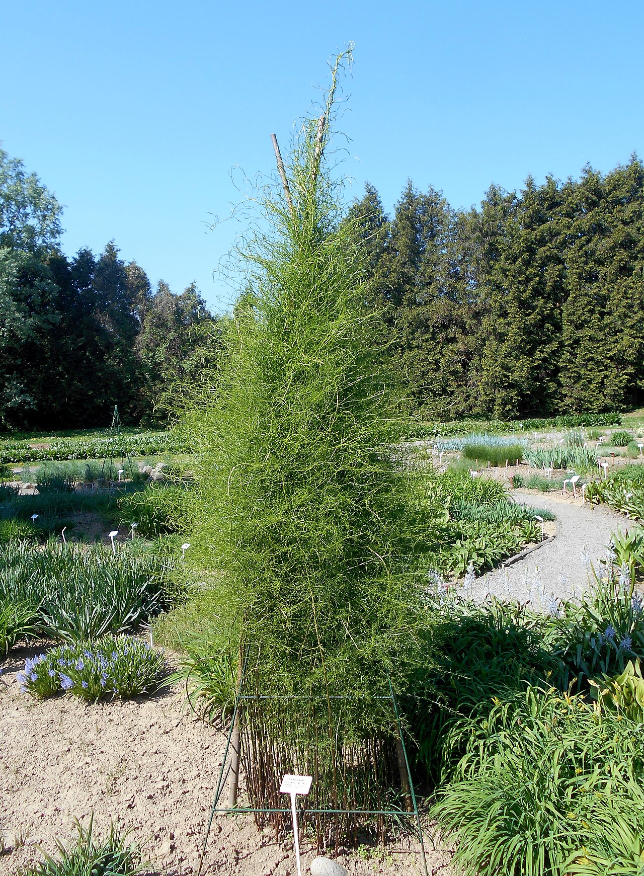 Asparagus verticillatus: Asparagus verticillatus , UMCS Botanical Garden in Lublin, Poland.
