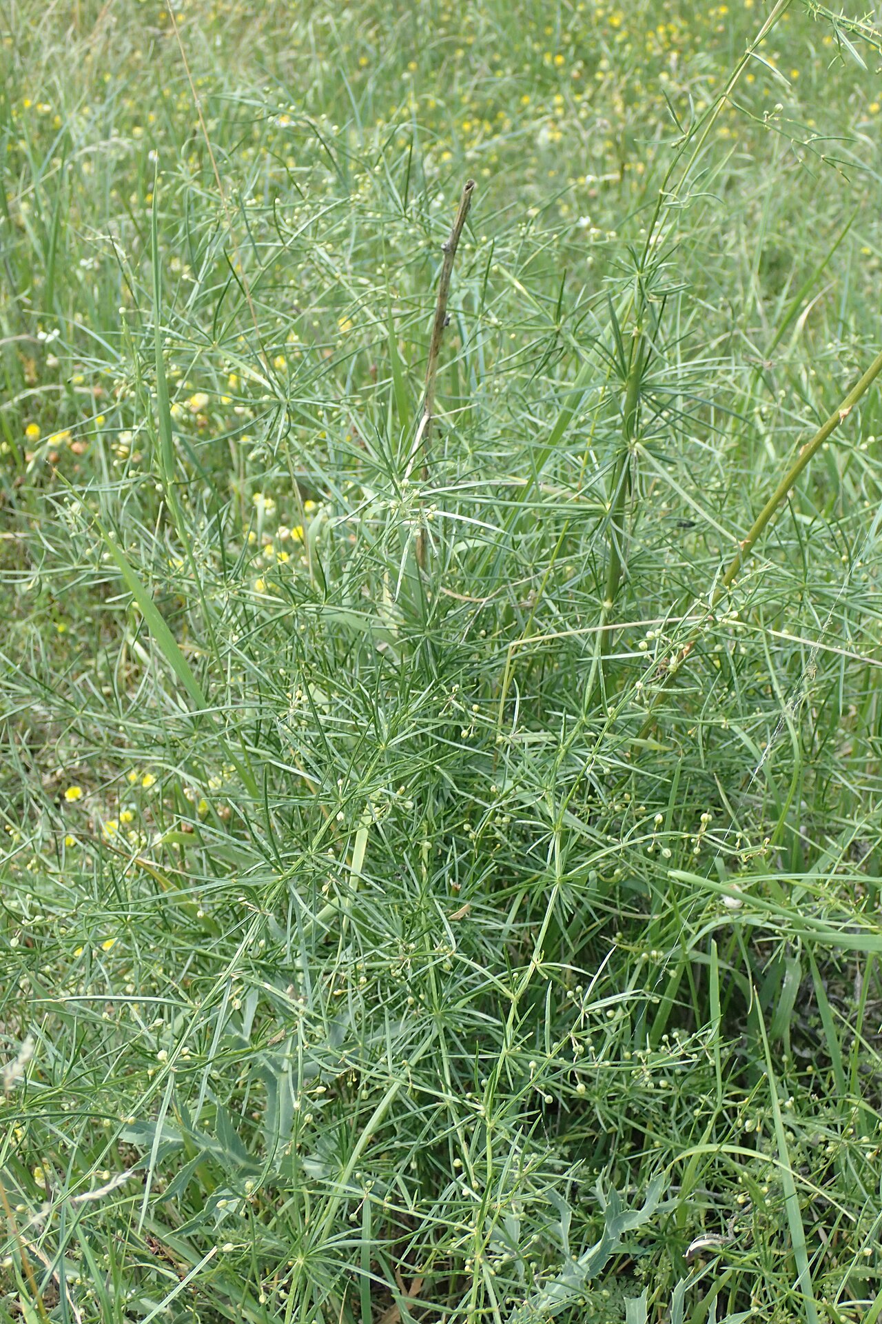 Asparagus verticillatus: Asparagus verticillatus in Kumisi, Georgia