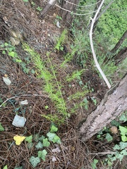 Asparagus verticillatus (Asparagus verticillatus)