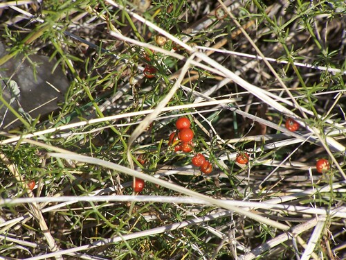 Asparagus verticillatus (Asparagus verticillatus)