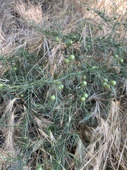 Asparagus verticillatus (Asparagus verticillatus)
