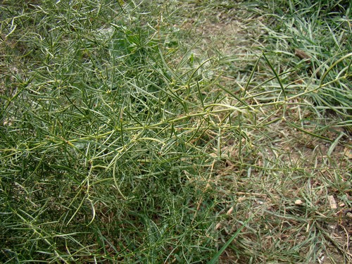 Asparagus verticillatus (Asparagus verticillatus)