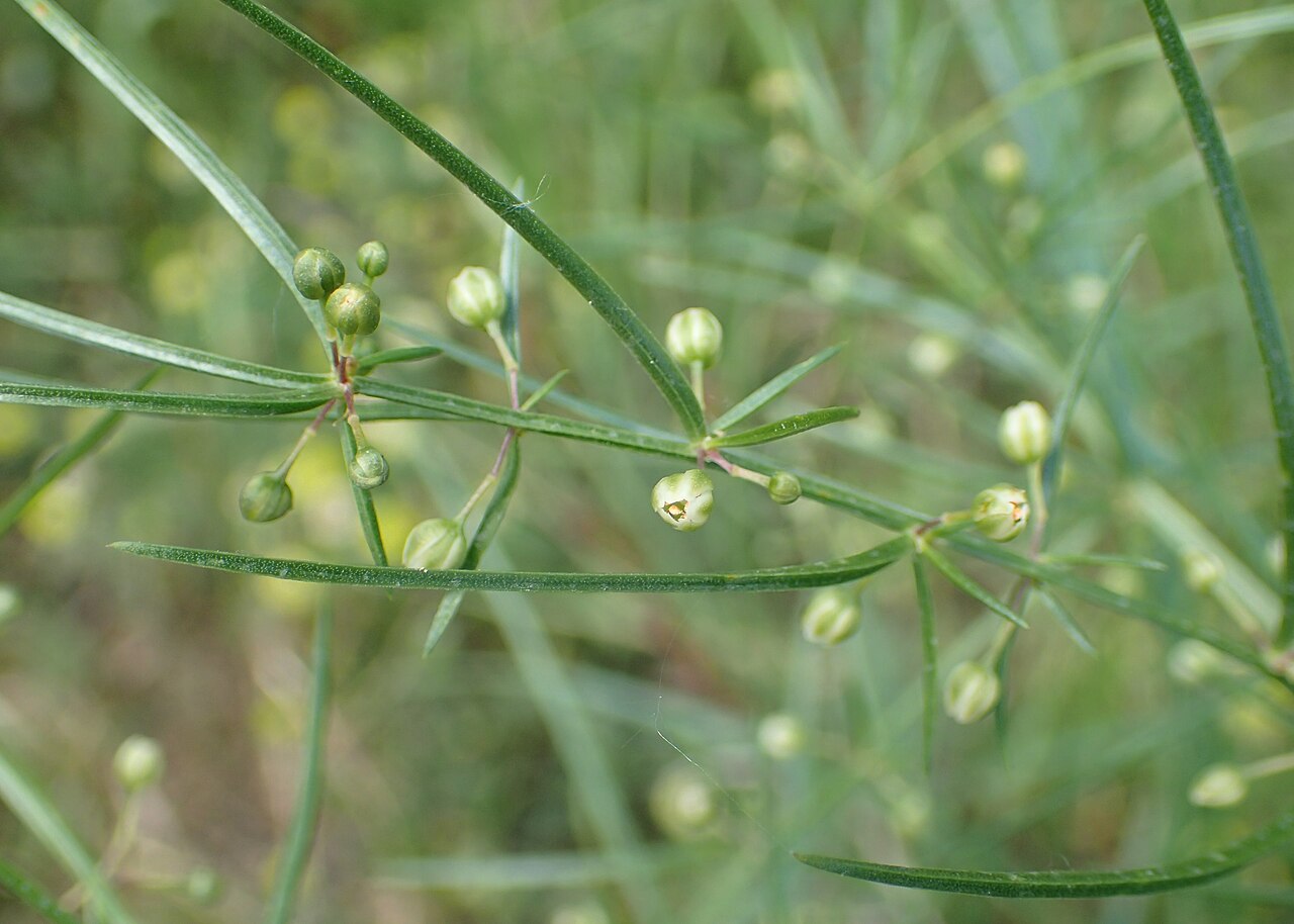 Asparagus verticillatus: Asparagus verticillatus in Kumisi, Georgia