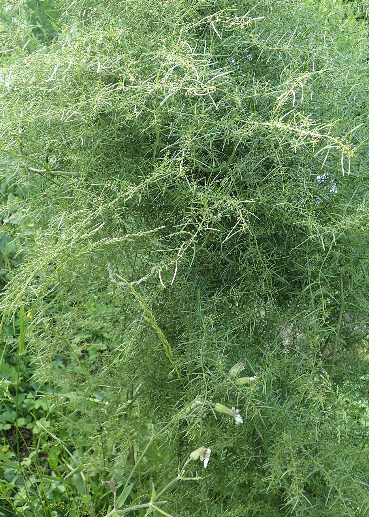 Asparagus verticillatus: Asparagus verticillatus in Bucharest Botanical Garden