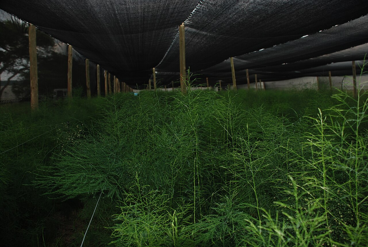 Asparagus virgatus: This picture shows cultivation of Asparagus Virgatus in South Africa.