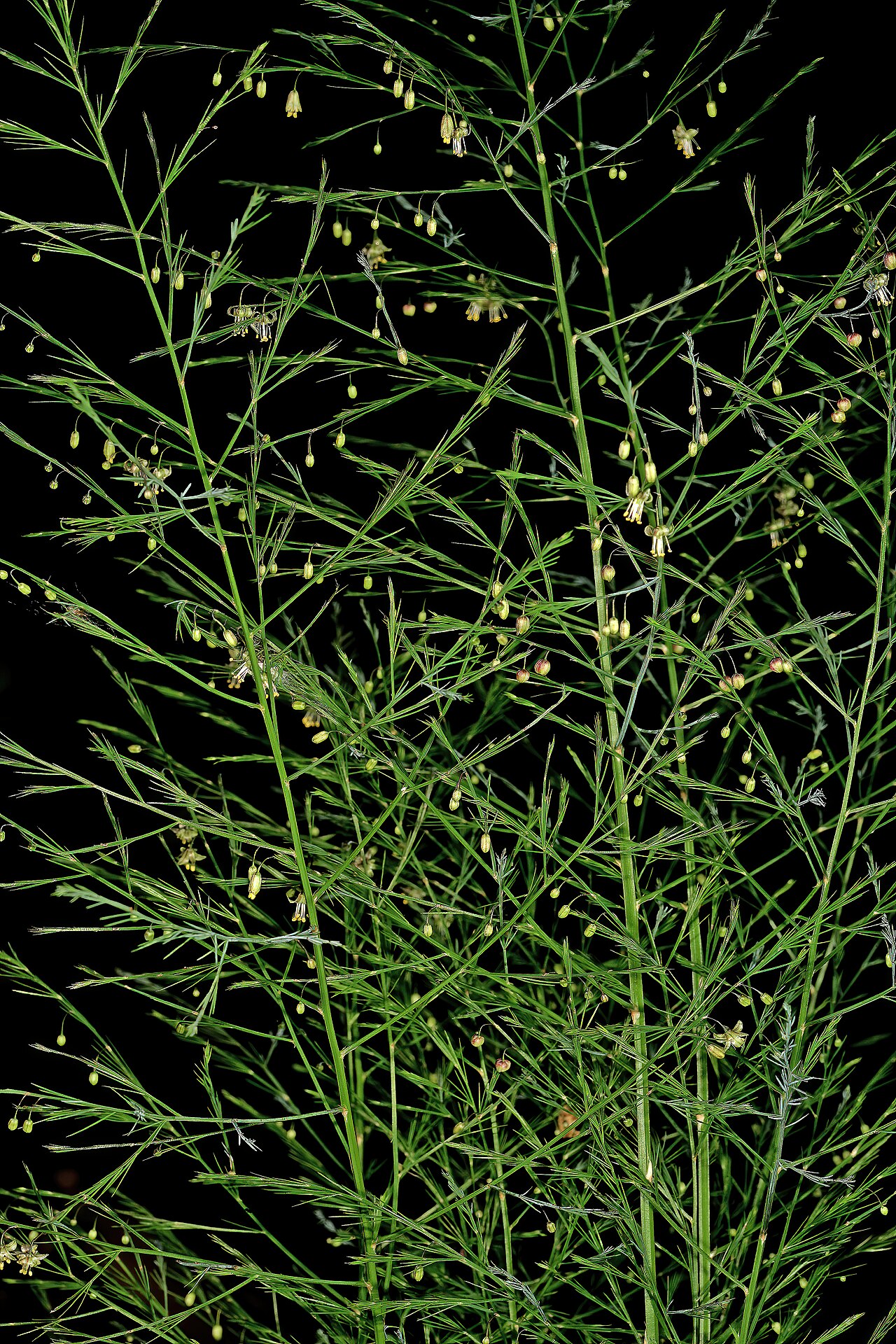 Asparagus virgatus: Asparagus virgatus , plant in flower; Lowveld National Botanical Garden, Nelspruit, Mpumalanga, South Africa