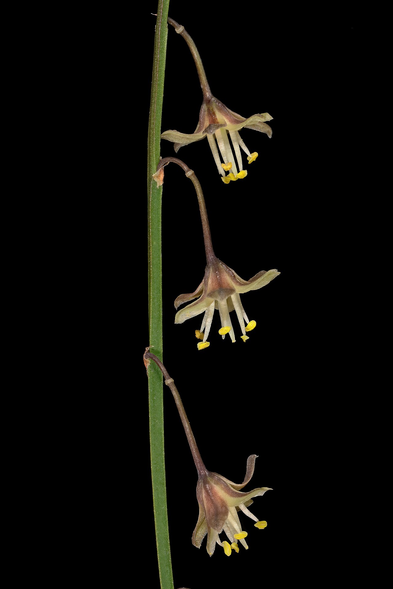 Asparagus virgatus: Asparagus virgatus , flowers; in garden near Wolmaransstad, North West, South Africa