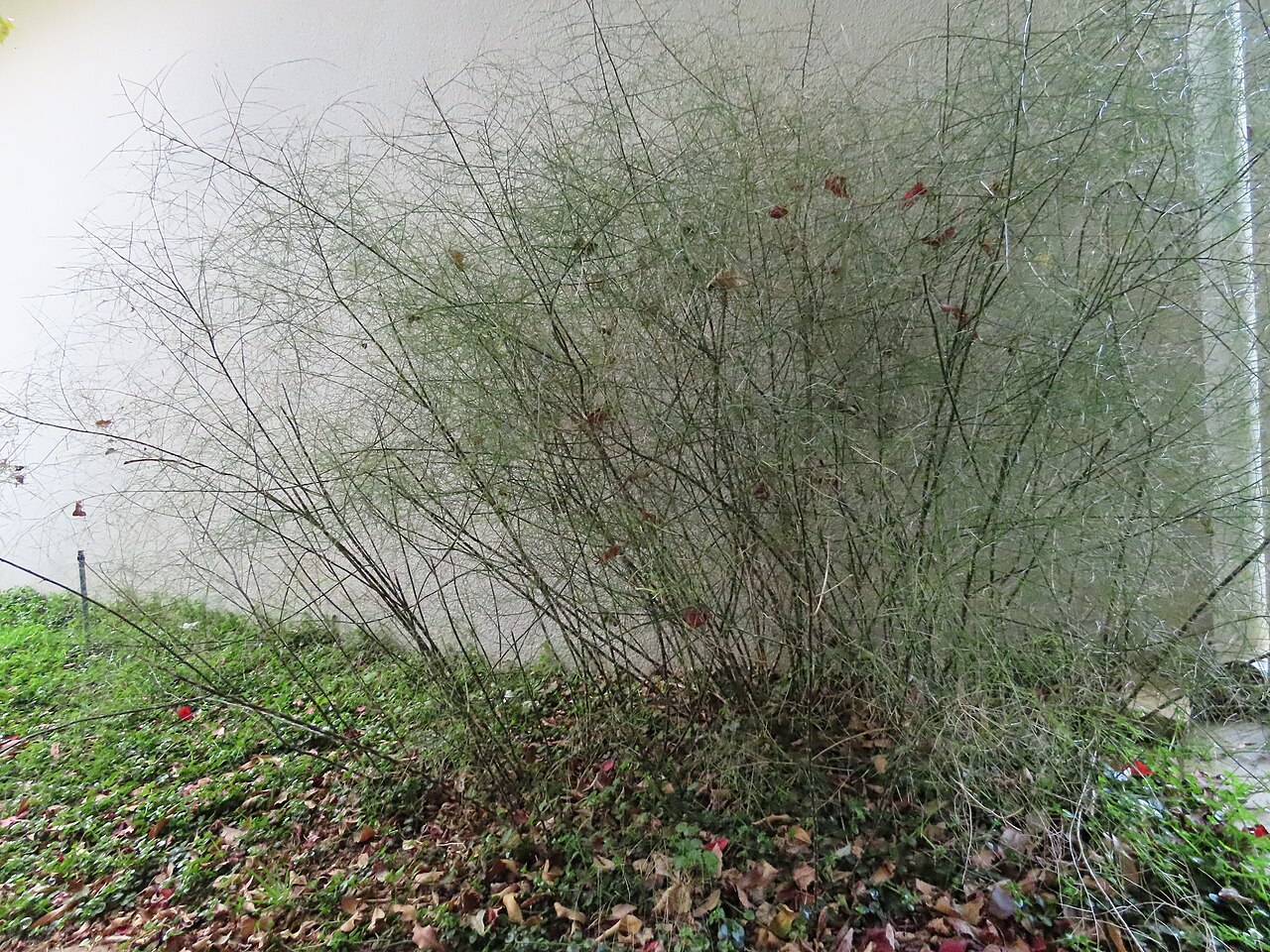 Asparagus virgatus: Asparagus virgatus growing next to a wall in a garden. The brown leaves in the branches fell from trees above, and are not part of this plant. The name "virgatu