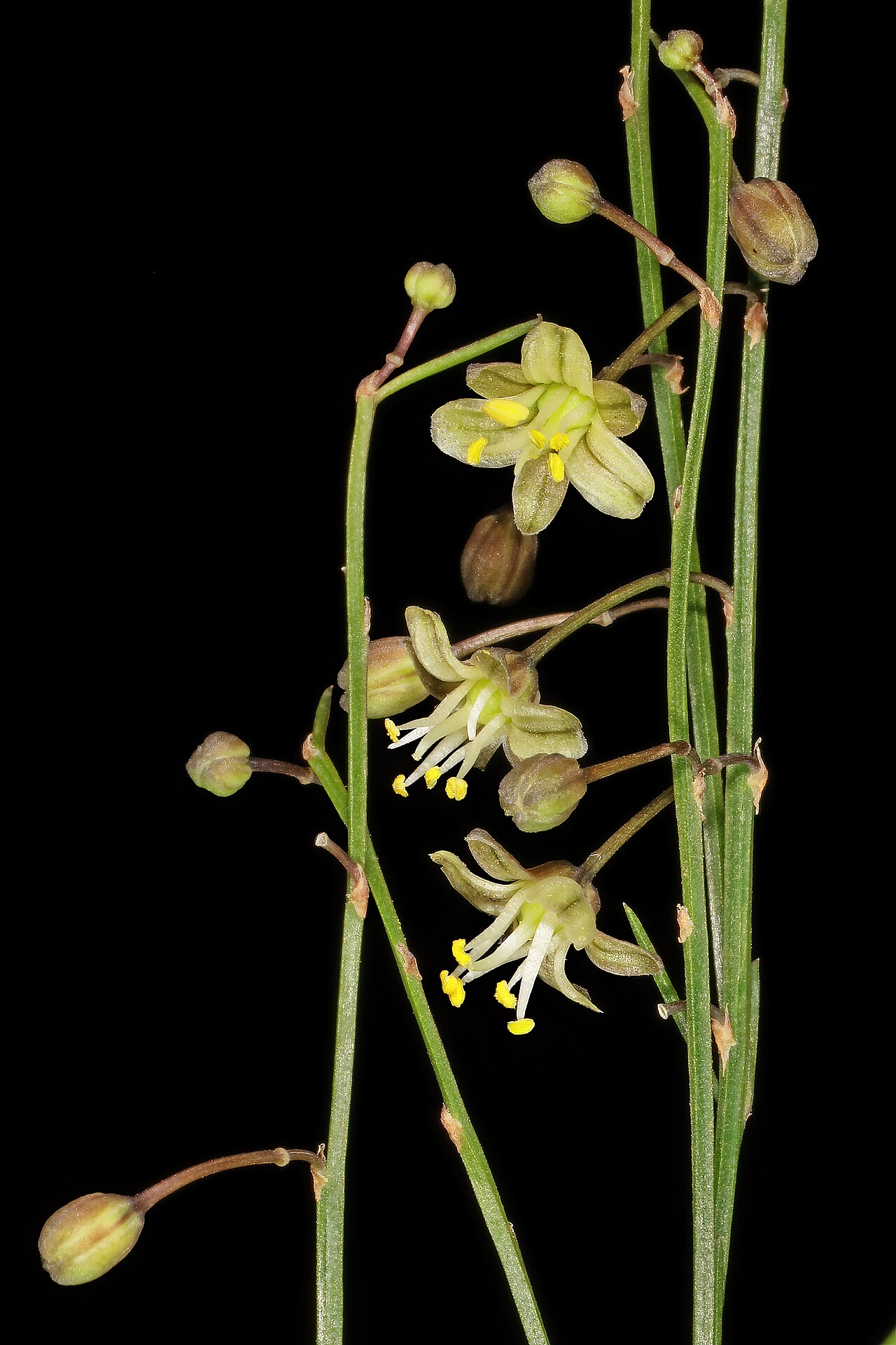 Asparagus virgatus: Asparagus virgatus , flowers; in garden near Wolmaransstad, North West, South Africa