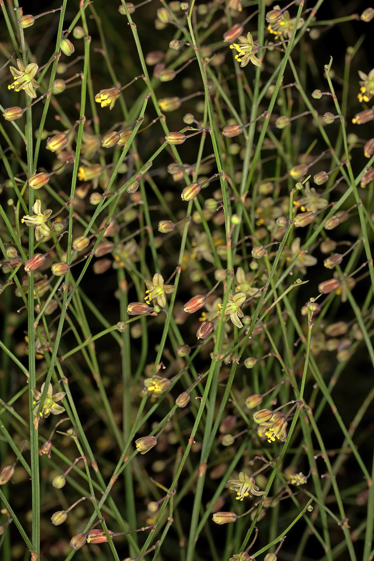 Asparagus virgatus: Asparagus virgatus , flowers; in garden near Wolmaransstad, North West, South Africa