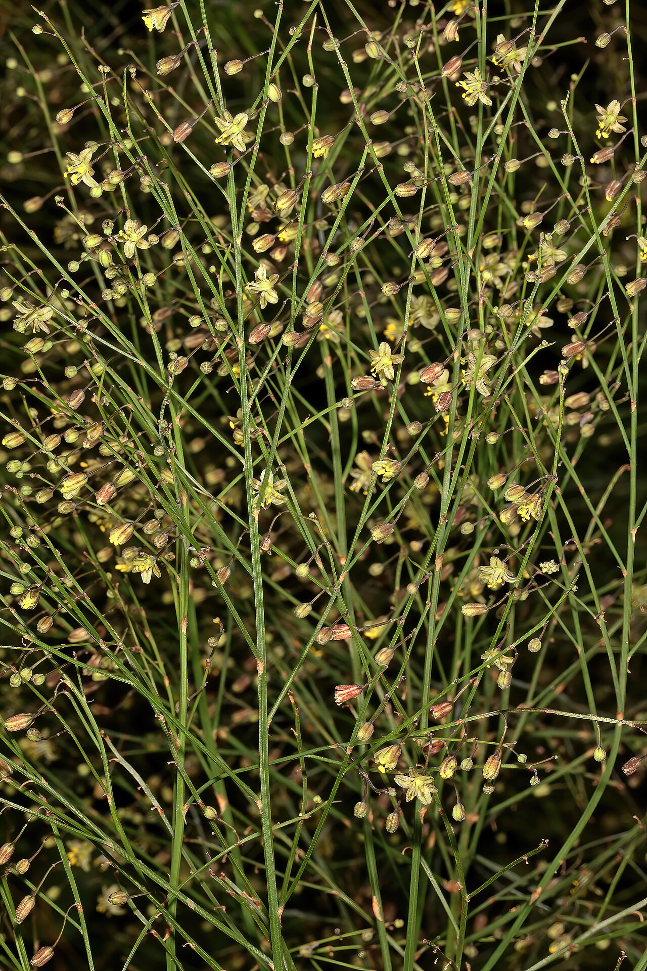 Asparagus virgatus: Asparagus virgatus , flowers; in garden near Wolmaransstad, North West, South Africa