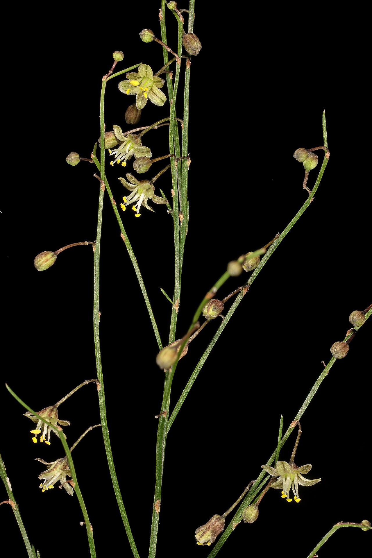 Asparagus virgatus: Asparagus virgatus , flowers; in garden near Wolmaransstad, North West, South Africa