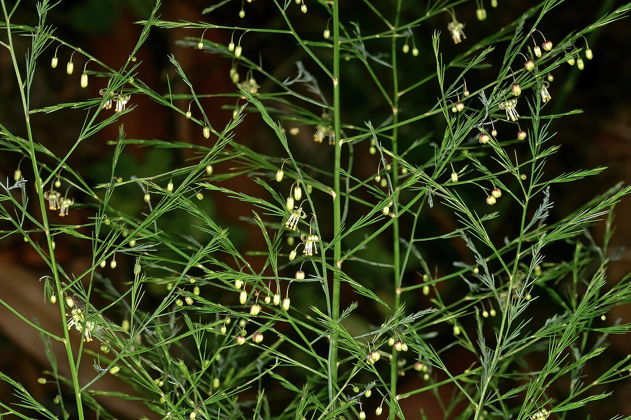 Asparagus virgatus: Asparagus virgatus , plant in flower; Lowveld National Botanical Garden, Nelspruit, Mpumalanga, South Africa