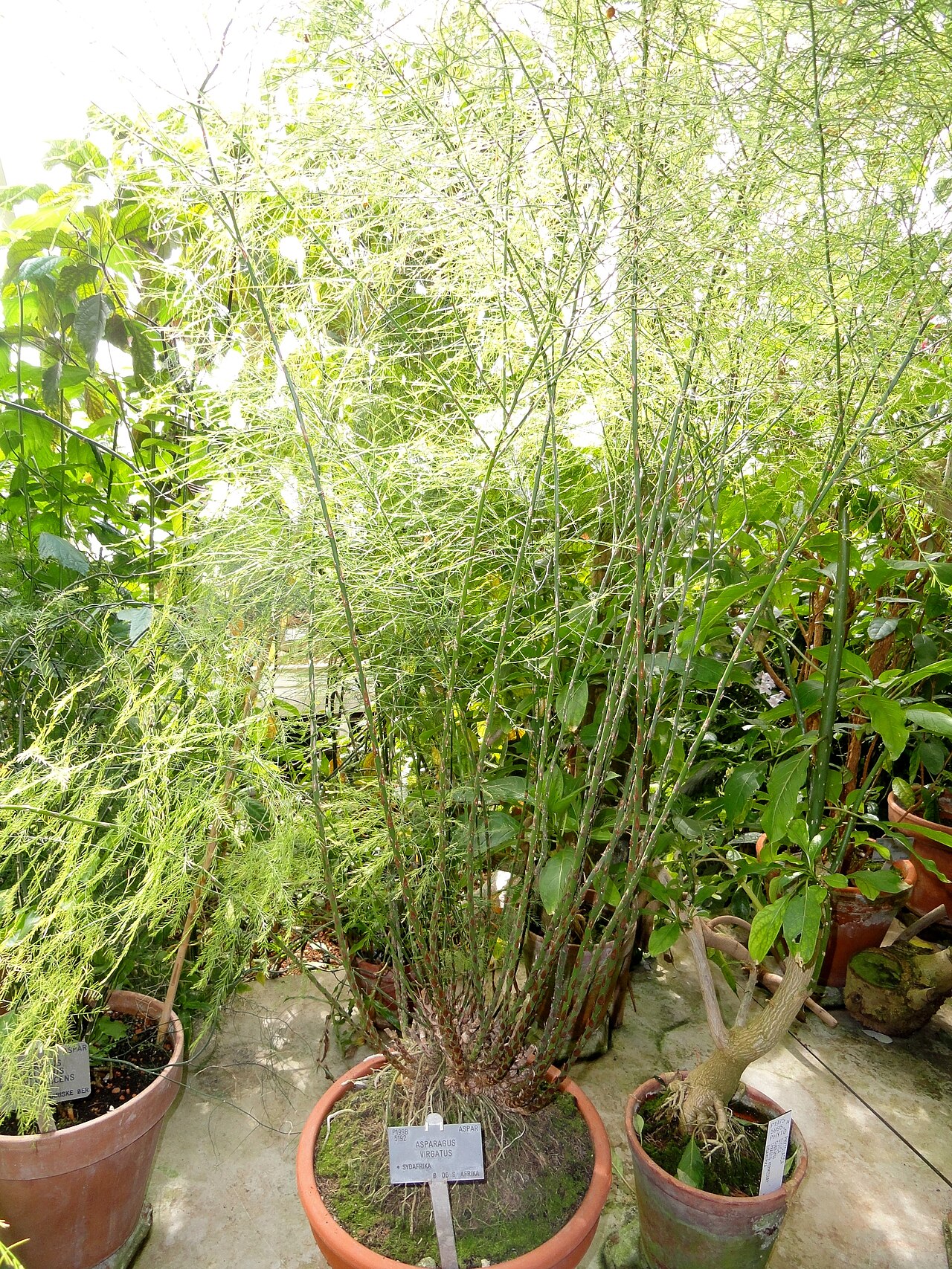 Asparagus virgatus: Botanical specimen in the University of Copenhagen Botanical Garden, Copenhagen, Denmark.
