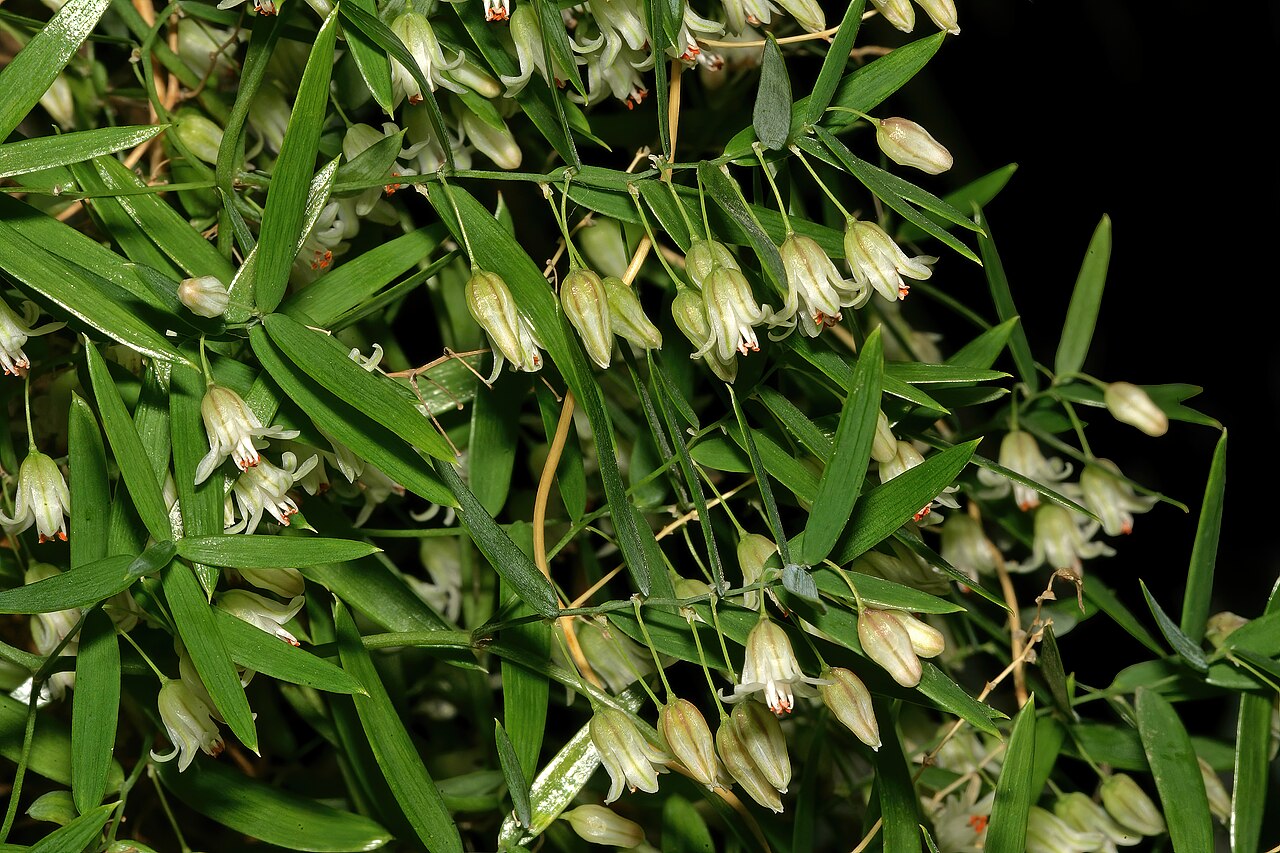 Asparagus volubilis: Asparagus volubilis , flowers; Karoo Desert National Botanical Garden (introduced), Worcester, Western Cape, South Africa