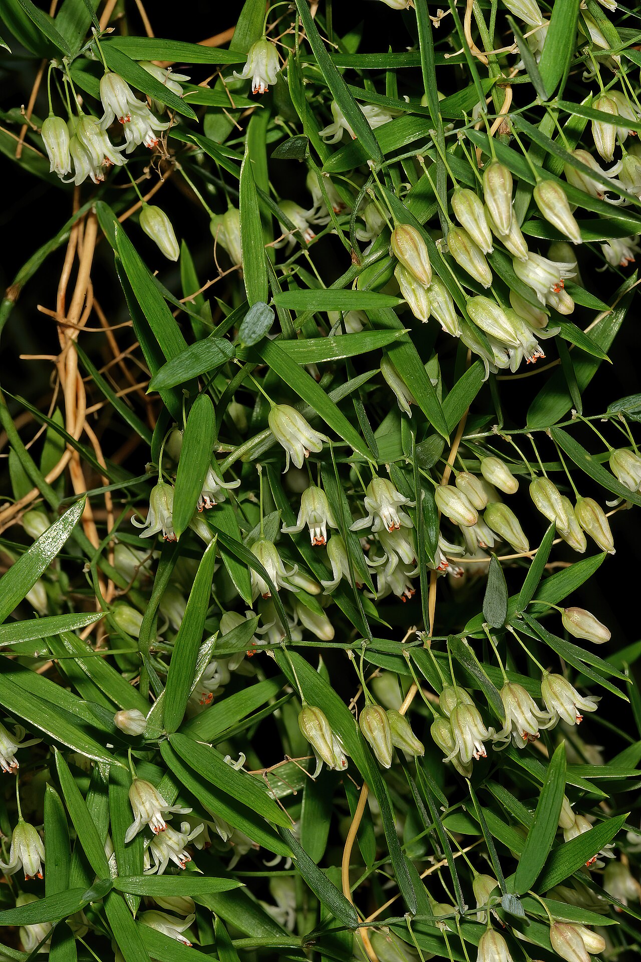 Asparagus volubilis: Asparagus volubilis , flowers; Karoo Desert National Botanical Garden (introduced), Worcester, Western Cape, South Africa