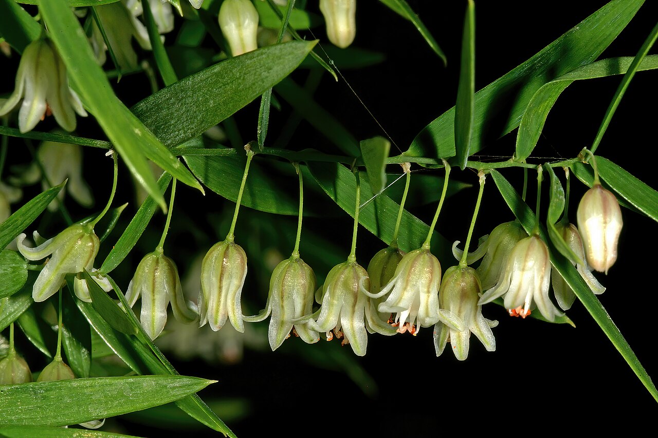 Asparagus volubilis: Asparagus volubilis , flowers; Karoo Desert National Botanical Garden (introduced), Worcester, Western Cape, South Africa