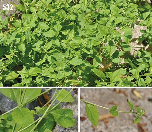 Asperuginoides axillaris: Asperuginoides axillaris