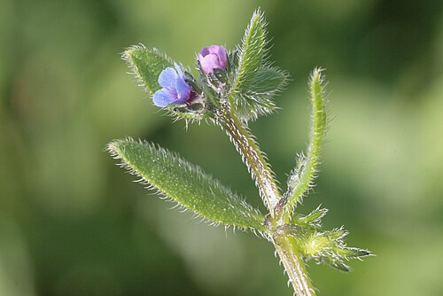 German-madwort: Asperugo procumbens