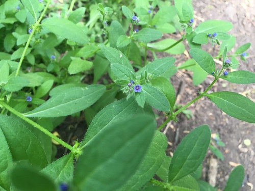 German-madwort (Asperugo procumbens)