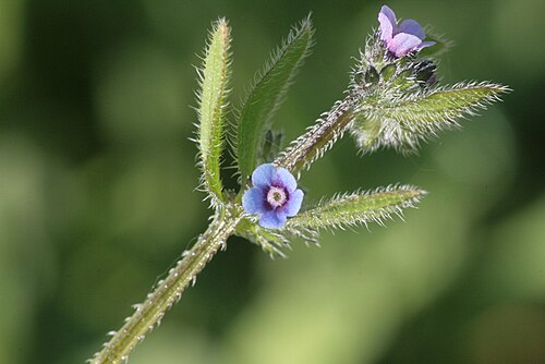 German-madwort: Asperugo procumbens