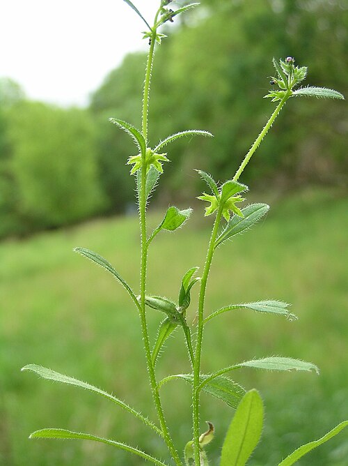 German-madwort: Asperugo procumbens, Brno-Chrlice, Southern Moravia, Czech Republic