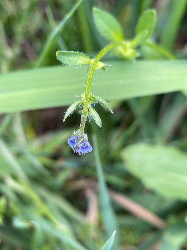 German-madwort (Asperugo procumbens)
