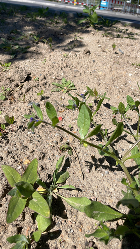 German-madwort (Asperugo procumbens)