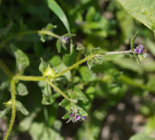German-madwort (Asperugo procumbens)