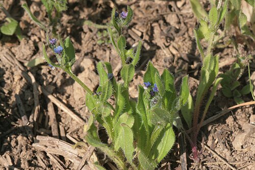 German-madwort: Asperugo procumbens