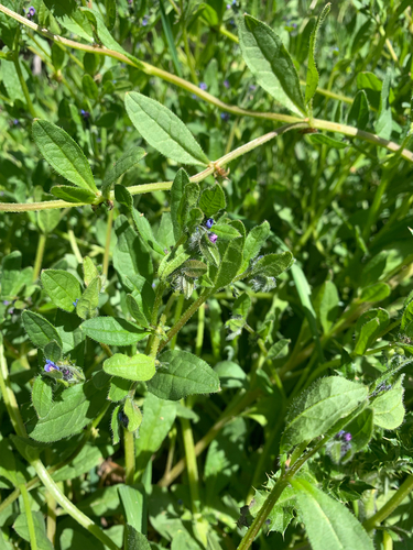German-madwort (Asperugo procumbens)