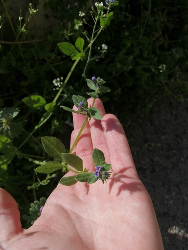 German-madwort (Asperugo procumbens)