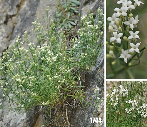 Asperula albiflora: Asperula albiflora