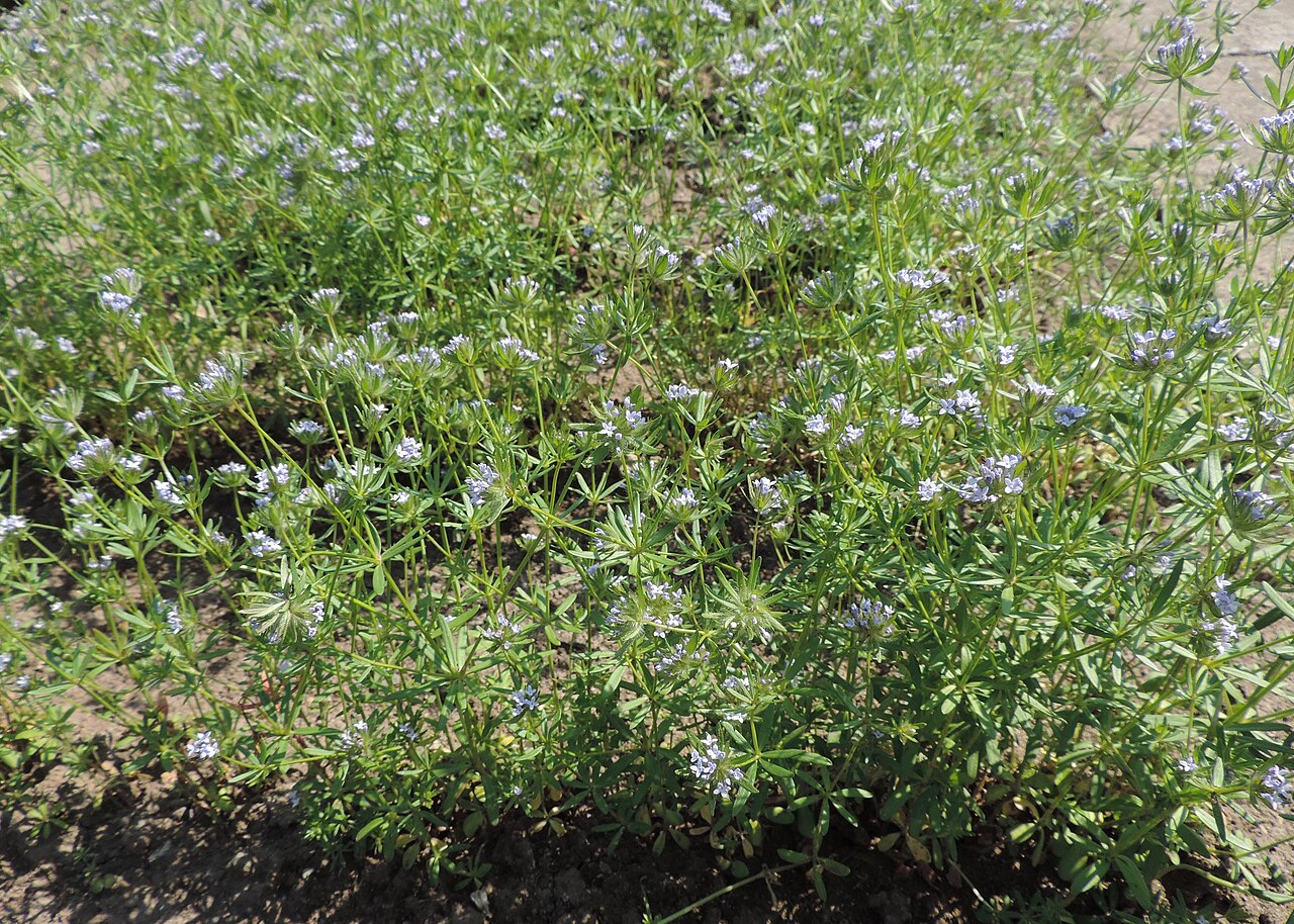 Blue woodruff: Asperula arvensis in Neuer Botanischer Garten der Universität Göttingen