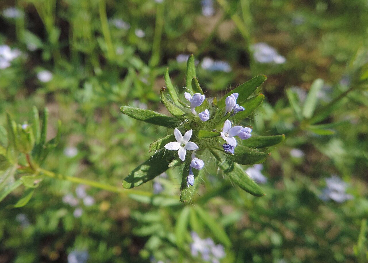 Blue woodruff: Asperula arvensis in Neuer Botanischer Garten der Universität Göttingen
