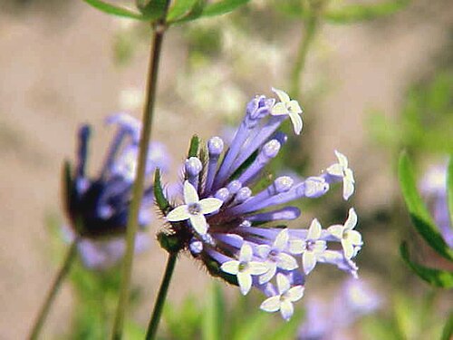 Blue woodruff (Asperula arvensis)