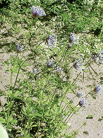 Blue woodruff (Asperula arvensis)