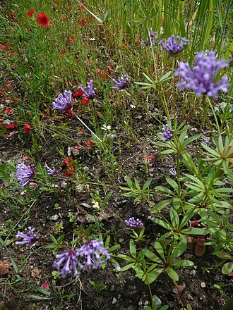 Blue woodruff: Asperula arvensis at the Botanical Garden Erlangen