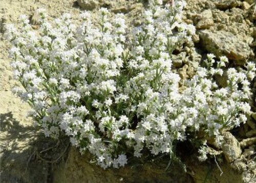 Asperula cankiriensis: Asperula cankiriensis