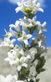 Asperula cankiriensis: Asperula cankiriensis