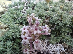 Asperula glomerata (Asperula glomerata)
