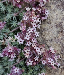Asperula glomerata (Asperula glomerata)