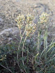 Asperula glomerata (Asperula glomerata)