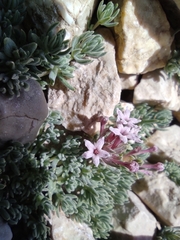 Asperula glomerata (Asperula glomerata)