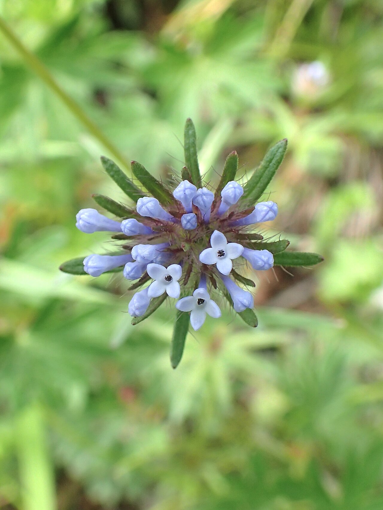 Oriental asperula: Asperula orientalis in Haghartsin, Armenia