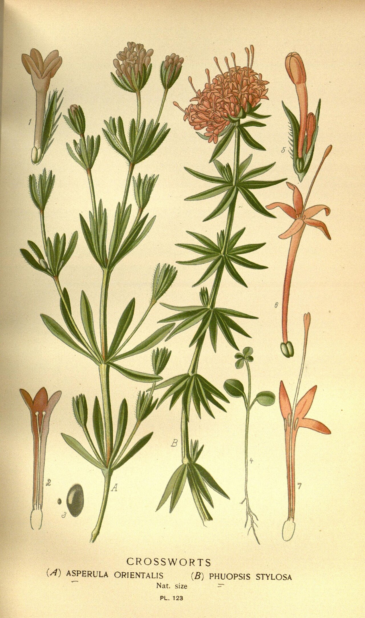 Oriental asperula: Creative Commons Attribution 2.0 (CC BY 2.0) Some rights reserved © Biodiversity Heritage Library View source Supplier: Biodiversity Heritage Library Photograph