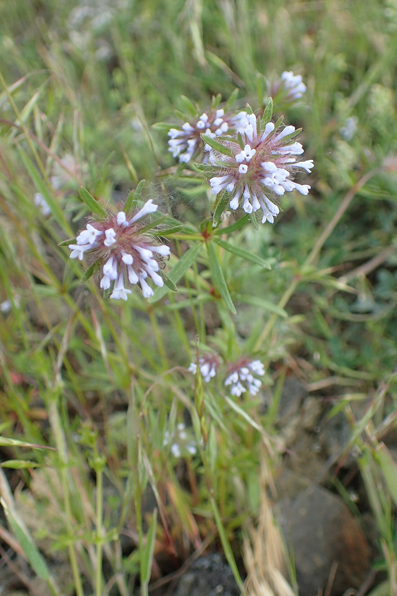 Oriental asperula: Asperula orientalis in Noratus on Sevan Lake, Armenia