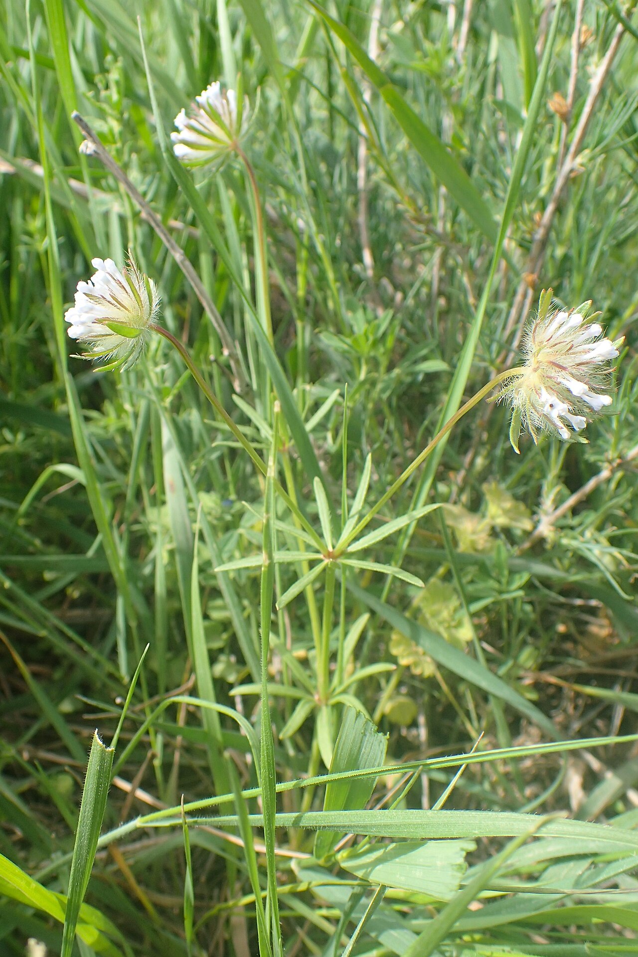 Oriental asperula: Asperula orientalis in Voghjaberd, Armenia