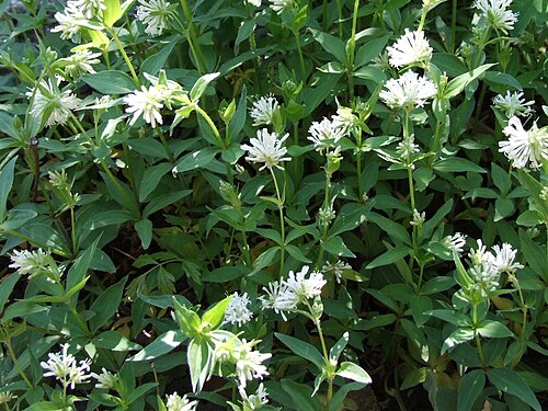 Pink woodruff: Asperula taurina